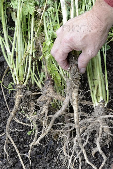 Wild carrot