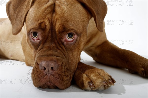 Dogue de Bordeaux