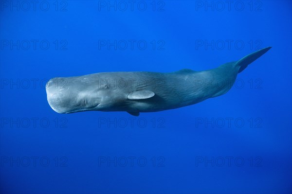 Sperm whale