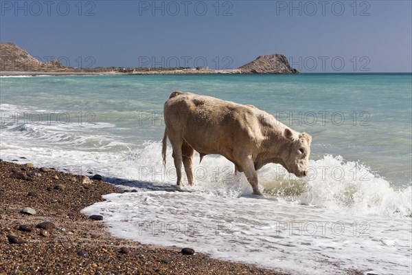 Cattle on the beach of Cabo Pulmo