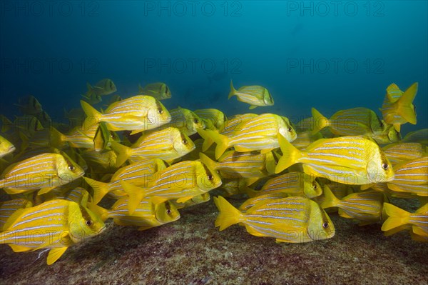 Shoal of panama pigfish