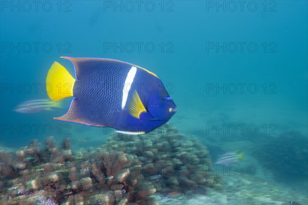 King angelfish