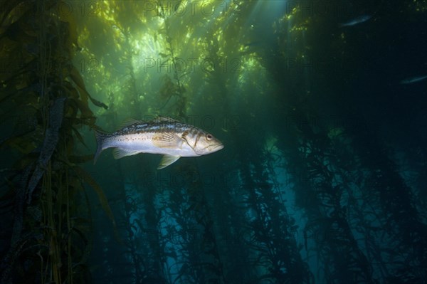 Kelp perch in kelp forest