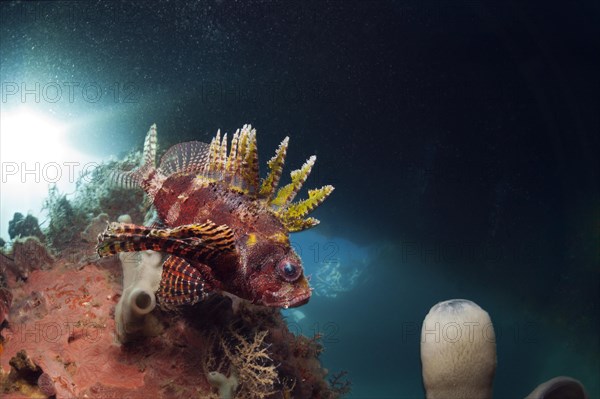 Hawaiian lionfish