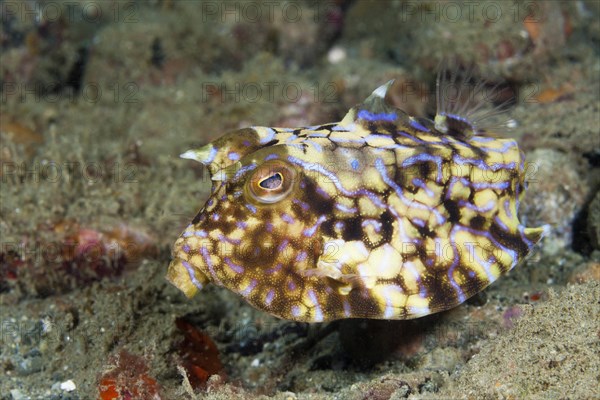 Backspine trunkfish