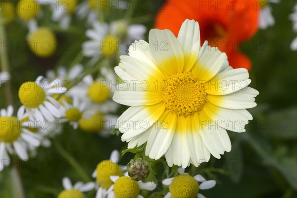 Chrysanthemum