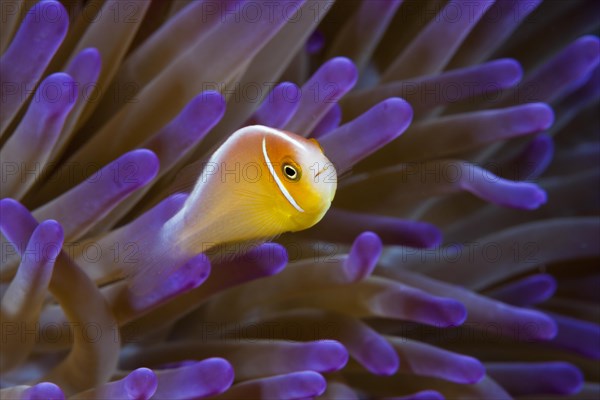 Pink skunk clownfish