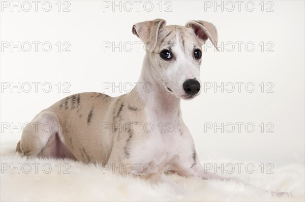 Whippet