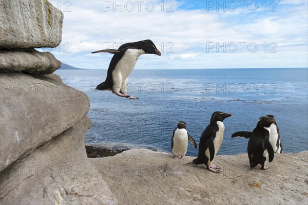 Saunders Island