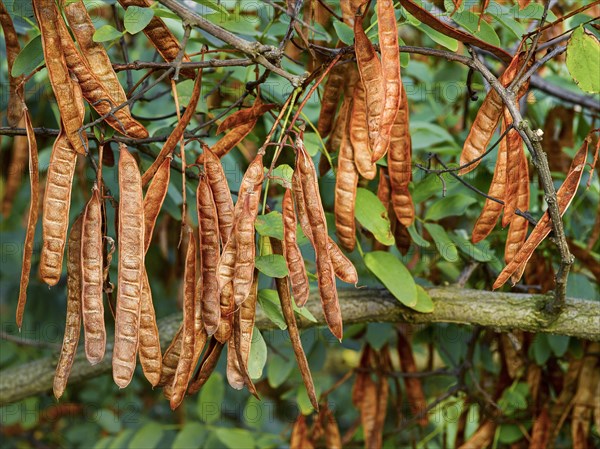 Black locust