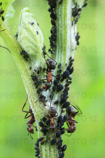 Great Red Wood Ant