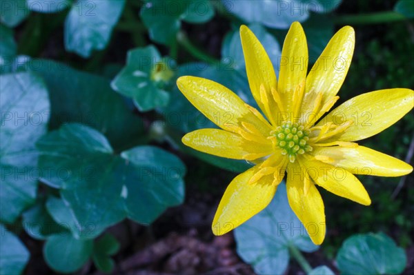 Lesser celandine