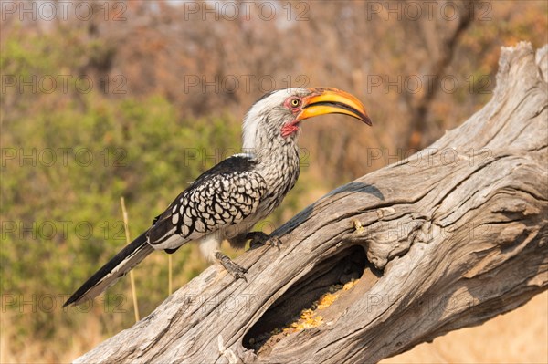 Southern Yellow-billed Hornbill