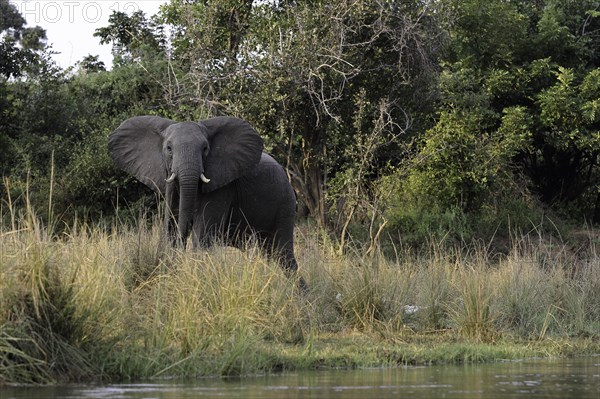 African elephant