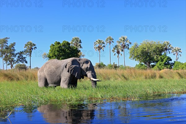 African elephant