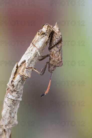 Dock bug