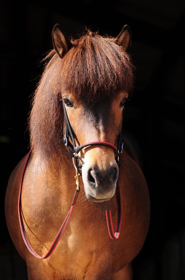 Icelandic horse