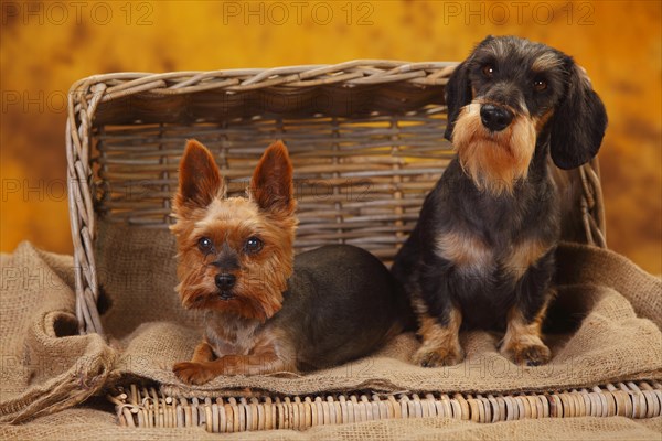 Yorkshire Terrier and Little Grey-haired Dachshund lying next to each other