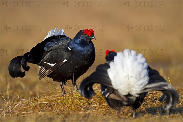 Black grouse