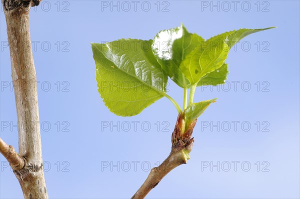 Black Poplar