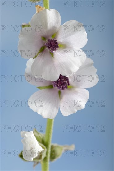 Althaea officinalis