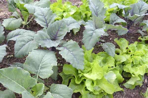 Vegetable patch with lettuce and kohlrabi