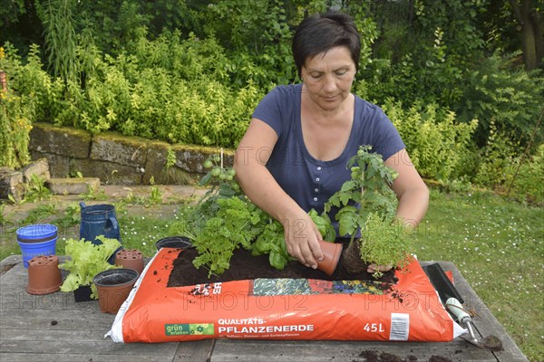 Bag of garden soil planted with tomatoes and cruciferous plants