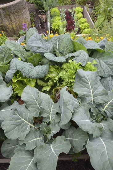 Vegetable patch with broccoli