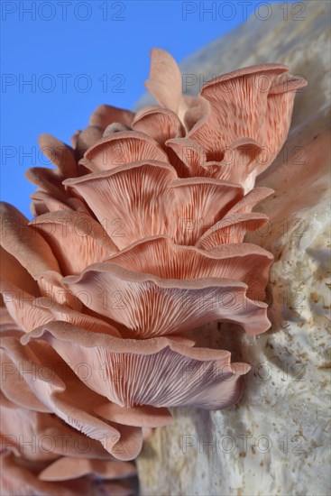 Pink oyster mushroom