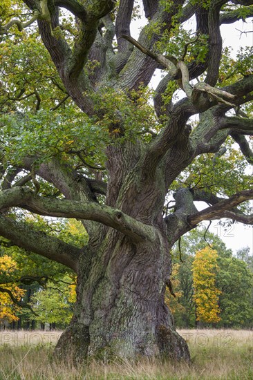 Old Oak