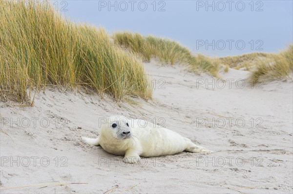 Grey Seal