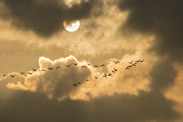 Cranes at sunset