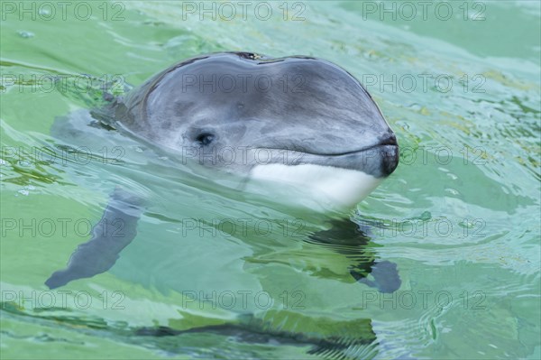 Harbour porpoise