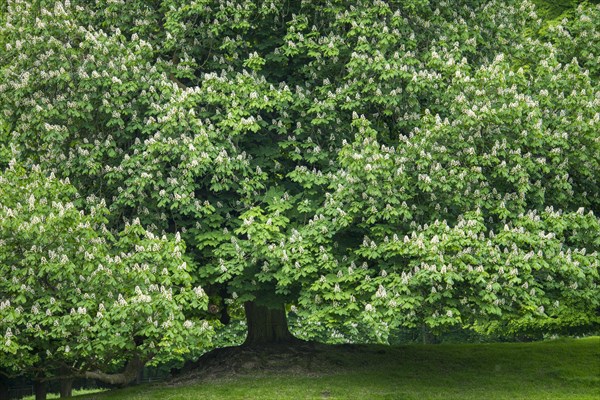 Flowering chestnut