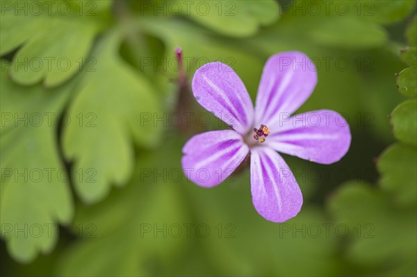 Wood Storkbill