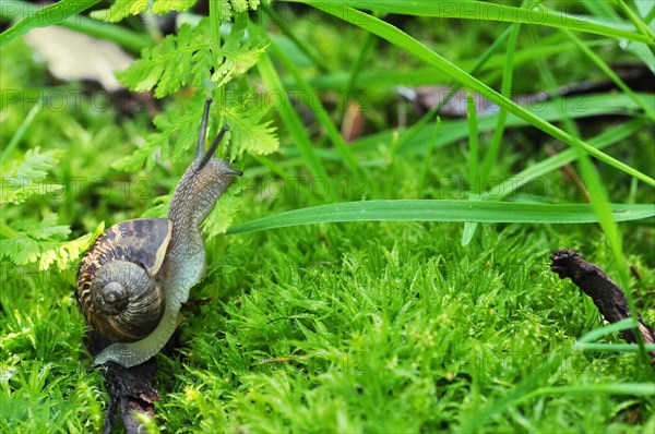 Burgundy snail