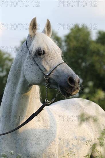 Arabian thoroughbred