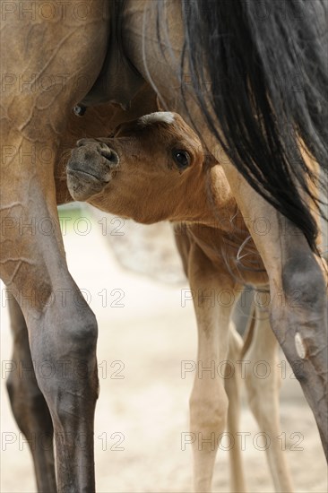 Arabian thoroughbred