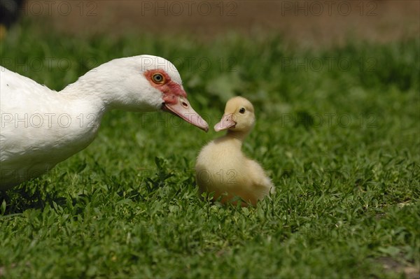 Native muscovy duck with ducklings