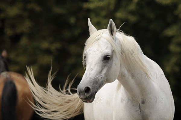 Arabian thoroughbred