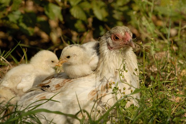 Domestic Chicken