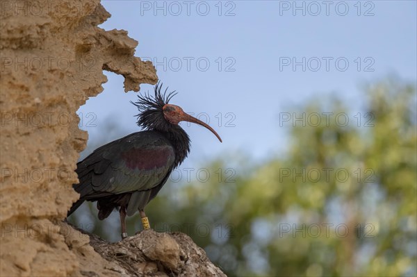 Northern bald ibis