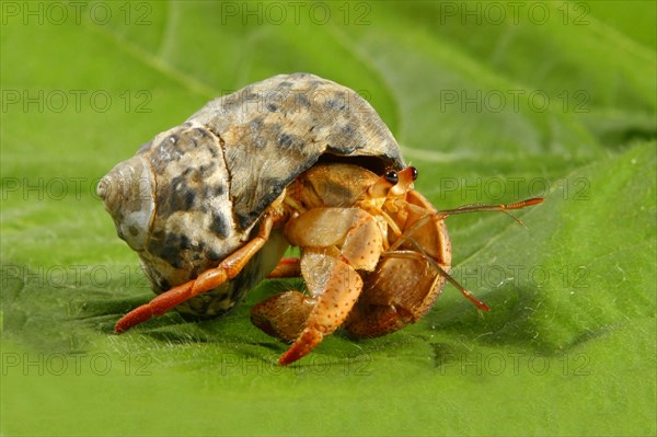 Common hermit crab