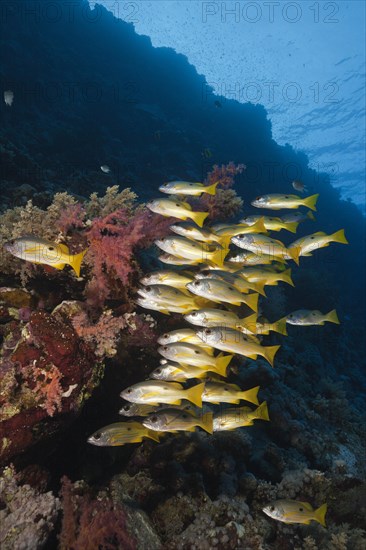 Shoal of blackspot snapper