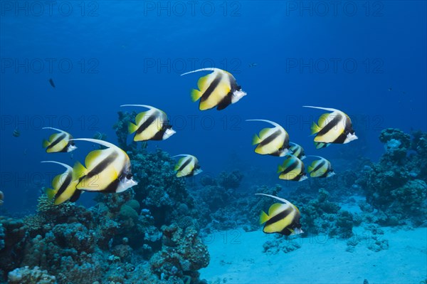 Shoal of Red Sea Bannerfish