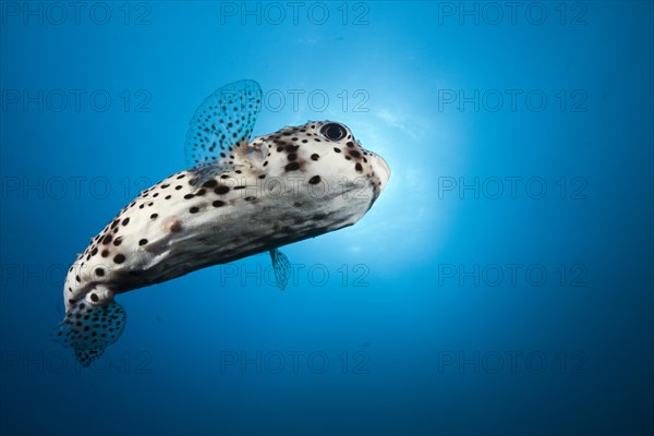 Common Porcupinefish