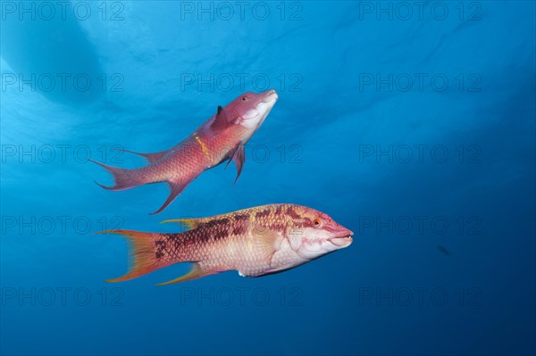 Mexican hogfishes