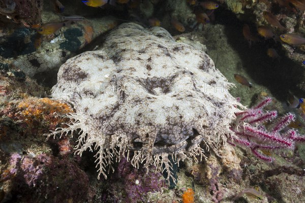 Fringed wobbegong