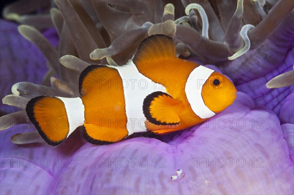 Ocellaris Clownfish