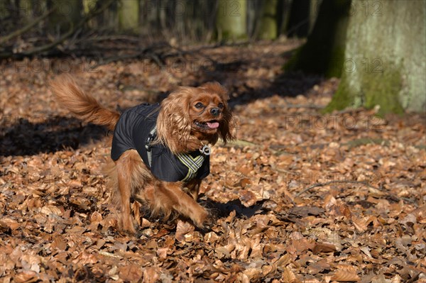 Cavalier King Charles Spaniel